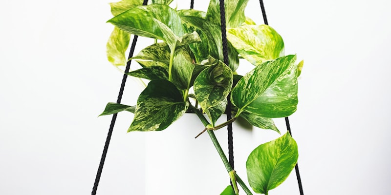 2026世界杯门票销售政策公布